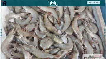 انخفاض أسعار البوري إلى 100 جنيه والبلطي يصل إلى 60 جنيهًا